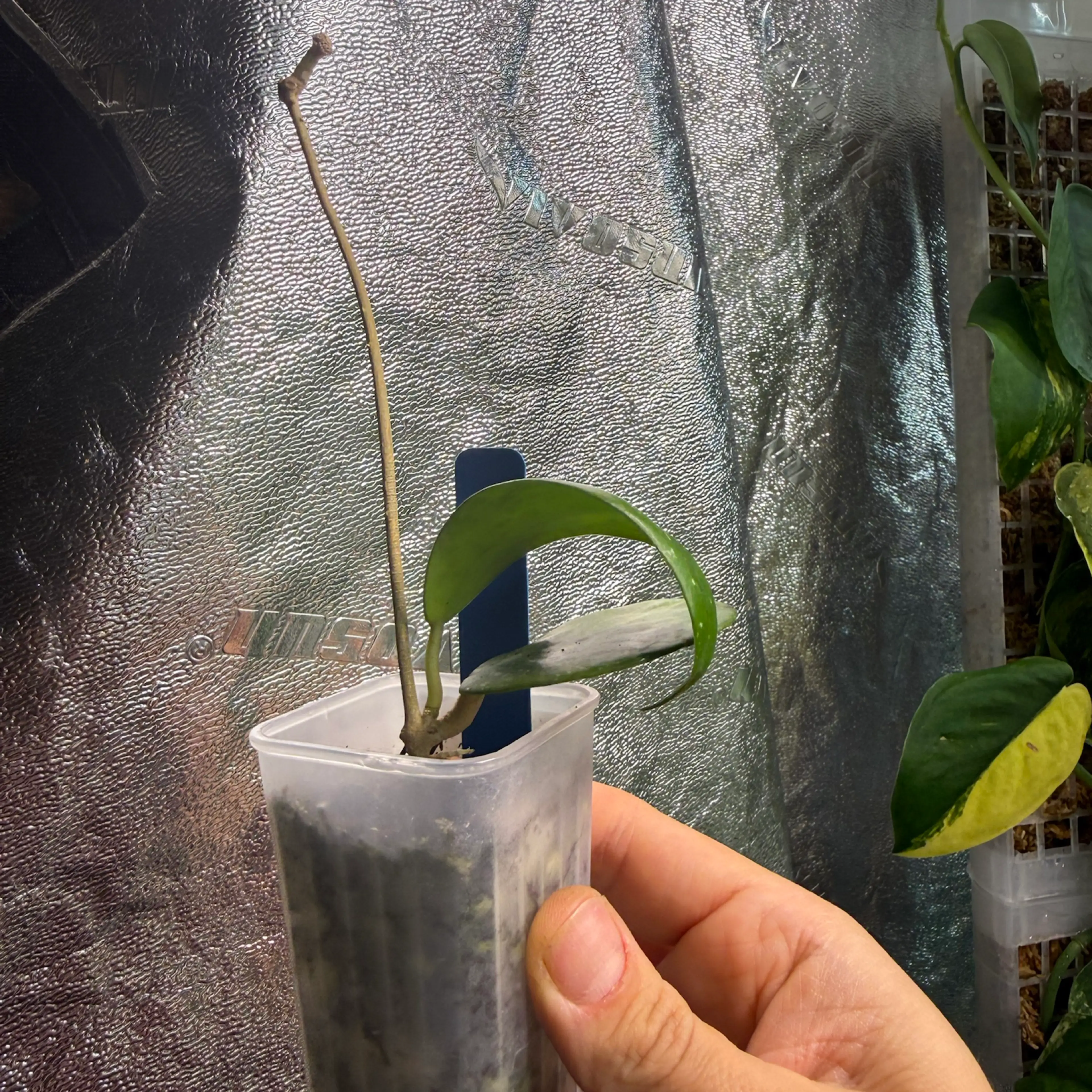 Image 2 of 2