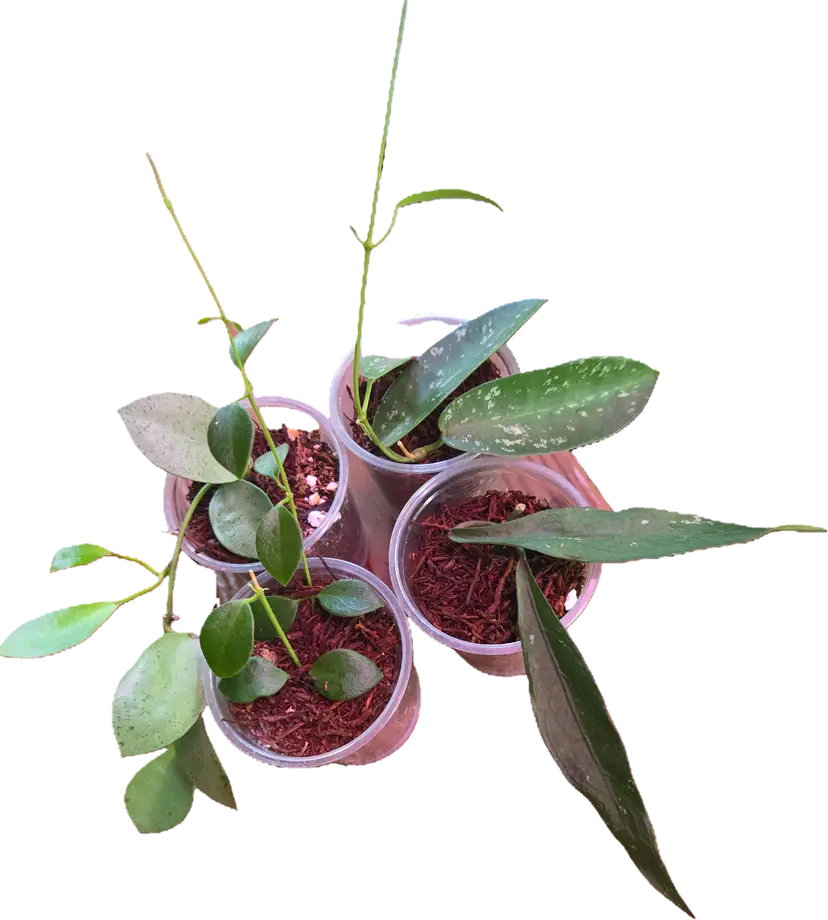Mini hoyas - 4 pack