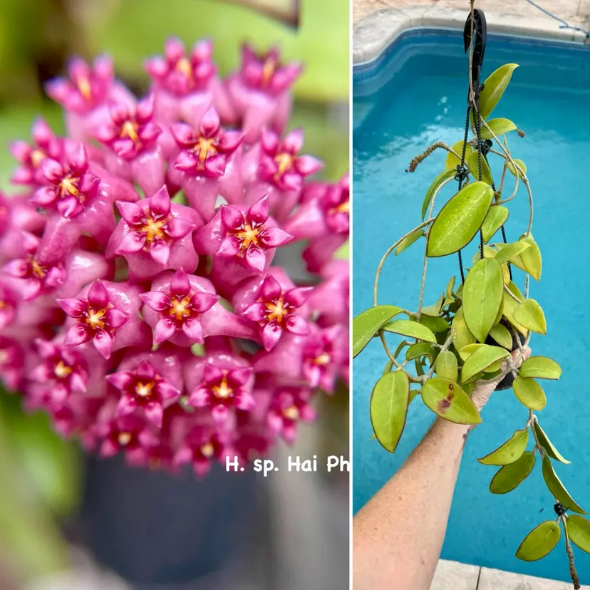 Hoya sp. Hai Phong x unk. (10 seeds)