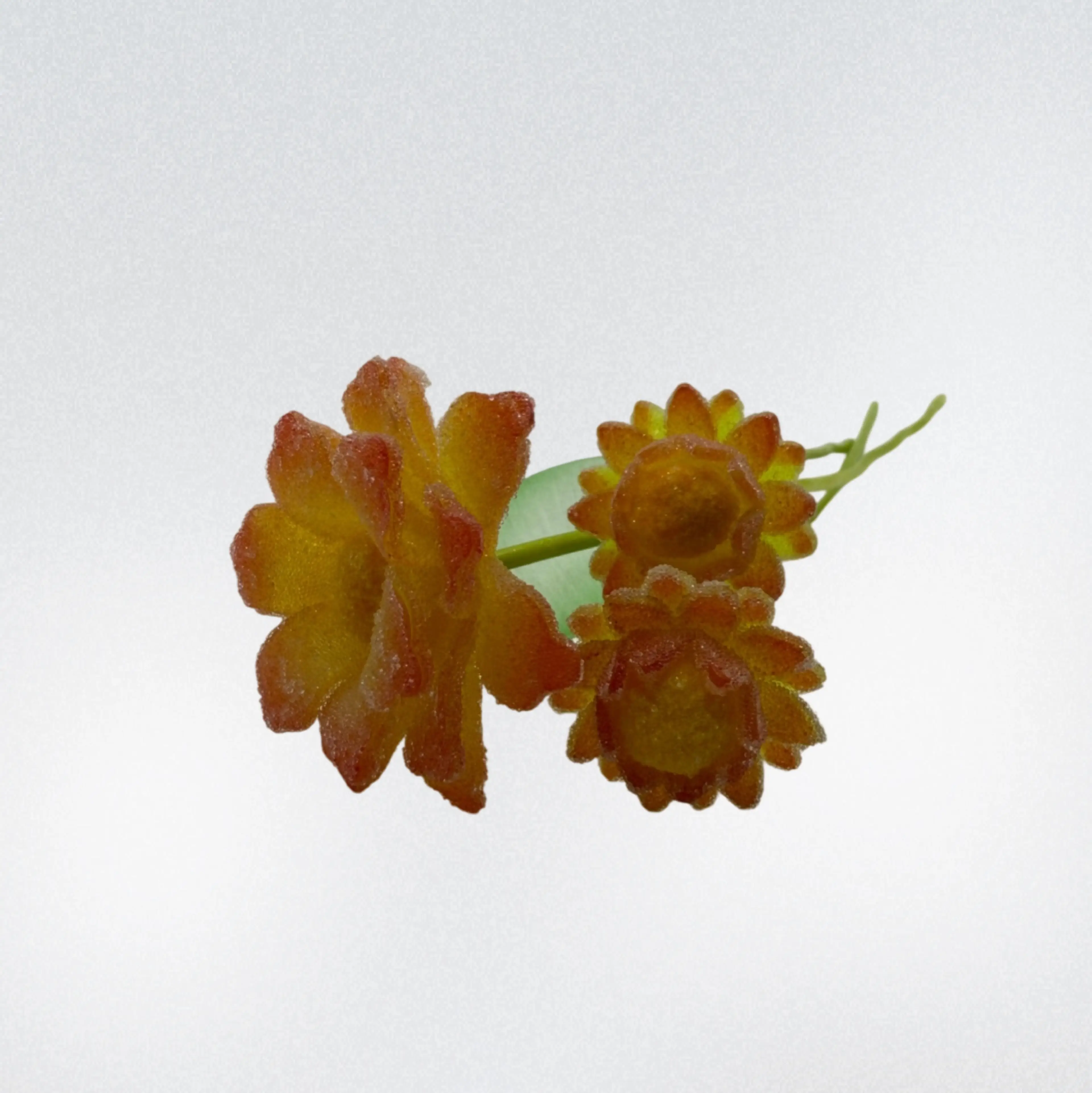 Image 5 of 5