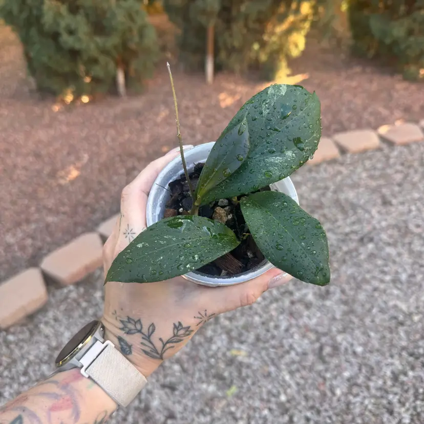 20. Hoya LP020 (LP009 x caudata) in DIY SWP 3 plants w new growth
