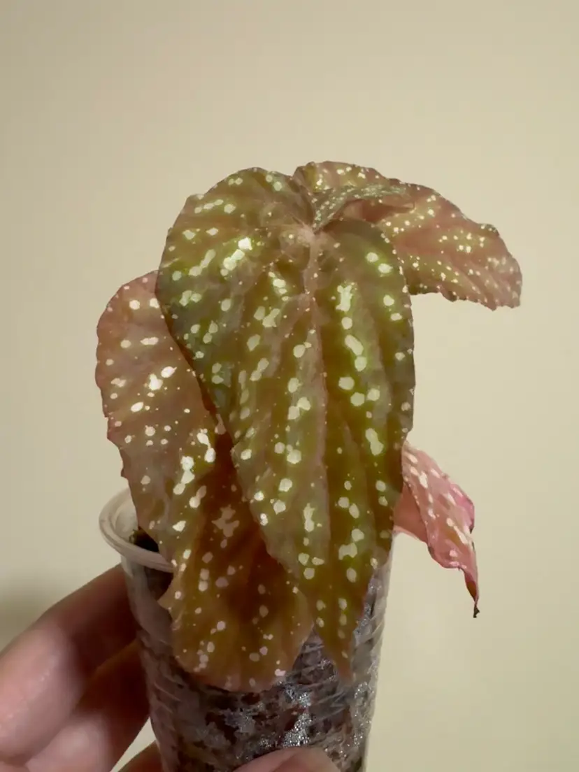 Begonia Botanicaz 79 V5