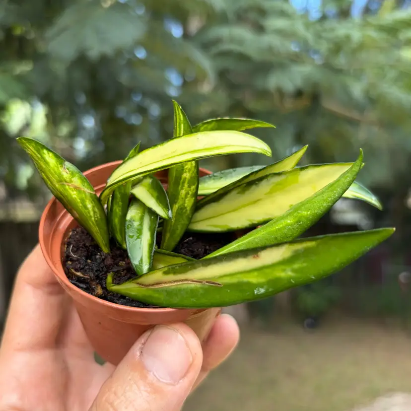 Hoya Wayetii Outer Var.