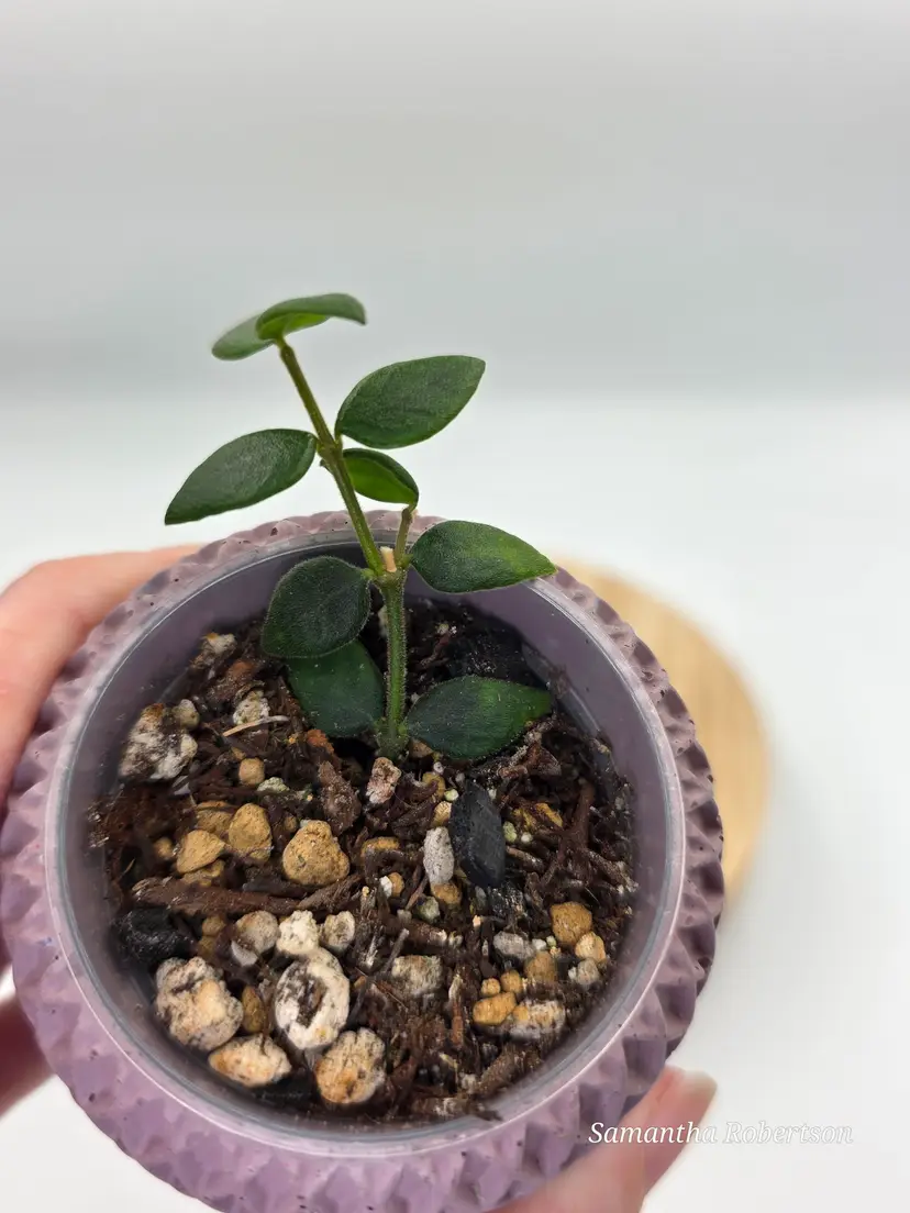 Hoya Chinghungensis