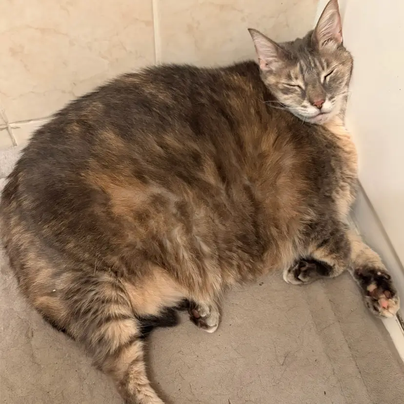 Help supply Misty’s cushy lifestyle of eating, sleeping, and sniffing catnip 🐈🍃💤