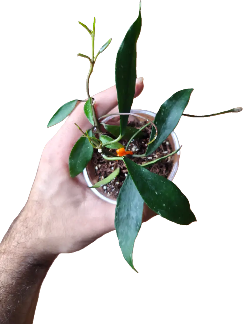 Hoya mirabilis (Growers choice)