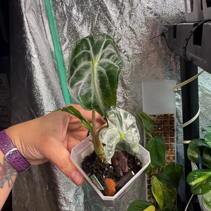#109 Alocasia ‘Venom’