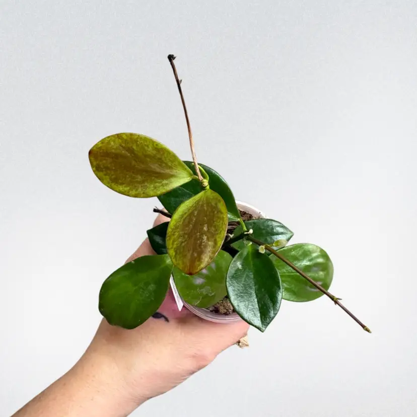Hoya collina IR26
