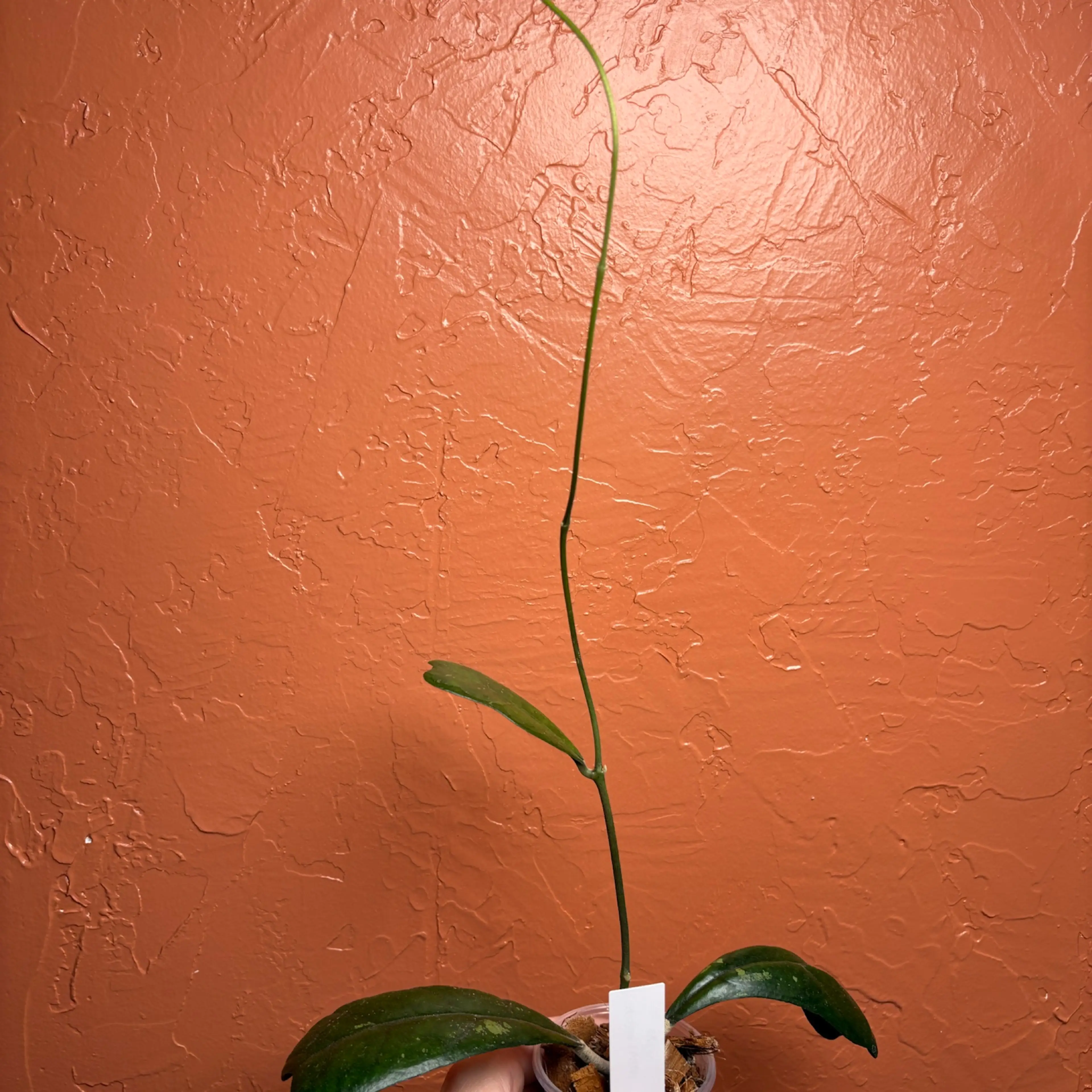 Image 3 of 3