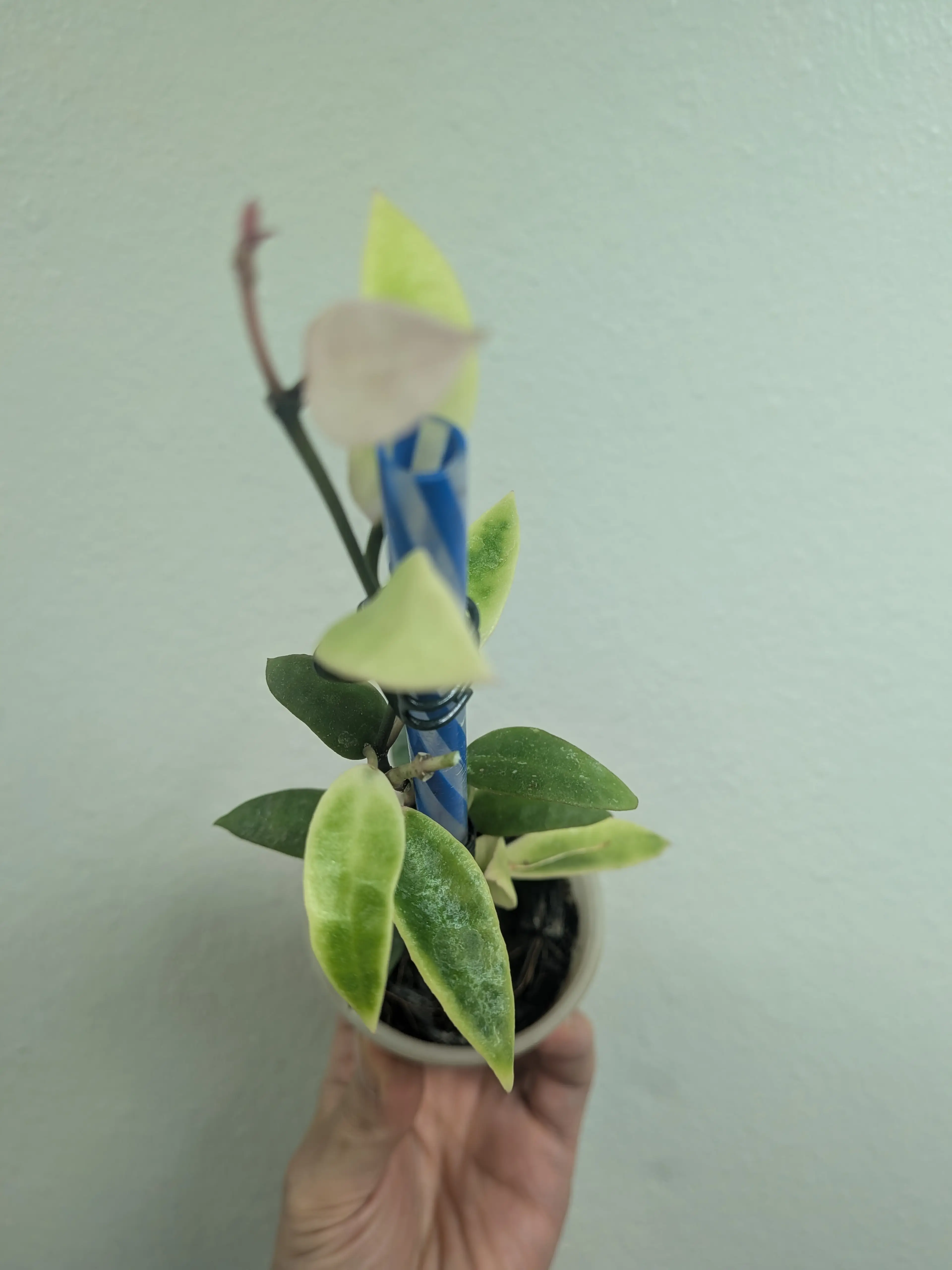Image 2 of 7