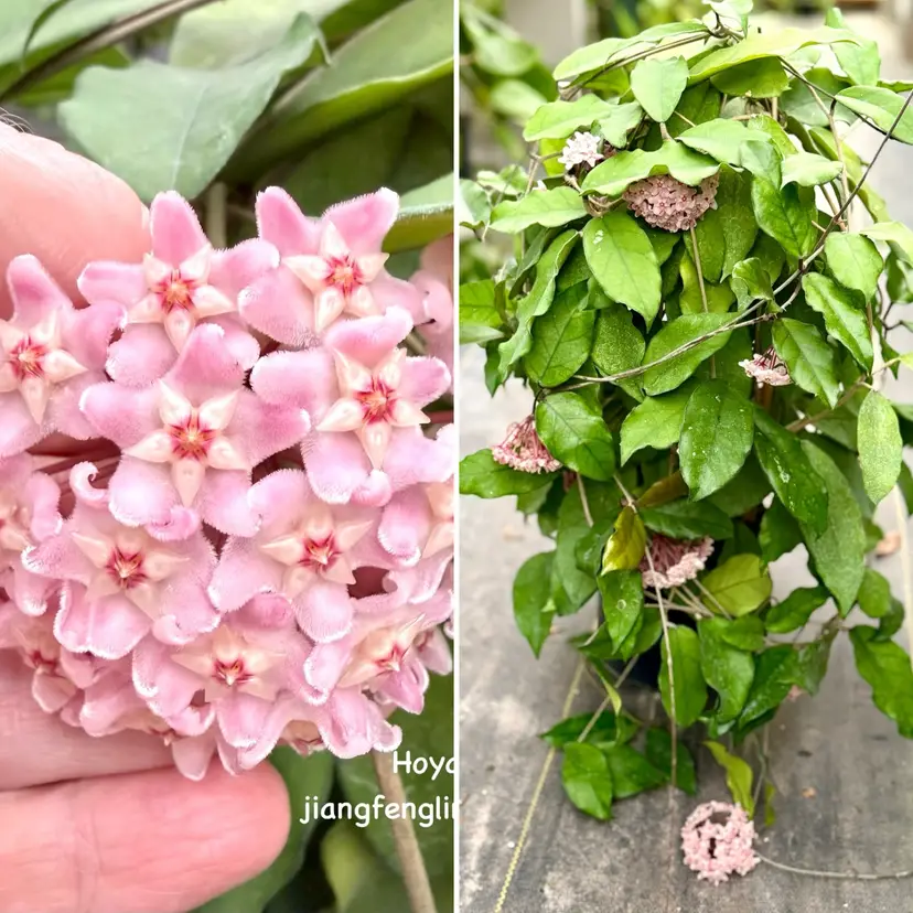 🌱 Hoya jianfenglingensis x unk. (10 seeds) 🌱