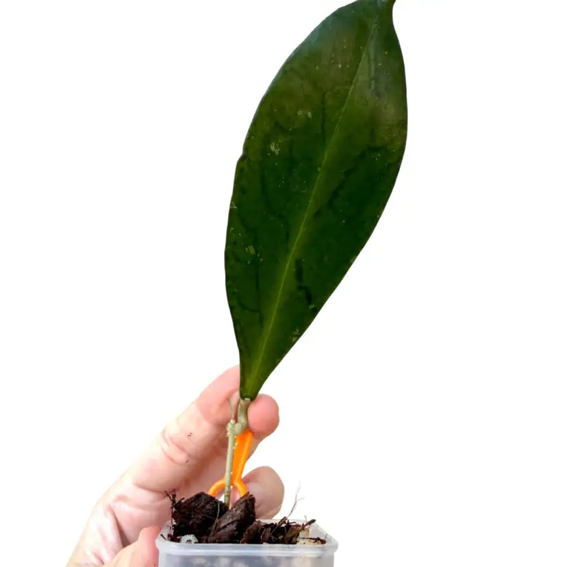 Hoya sp Tanggamus (upside-down leaf)