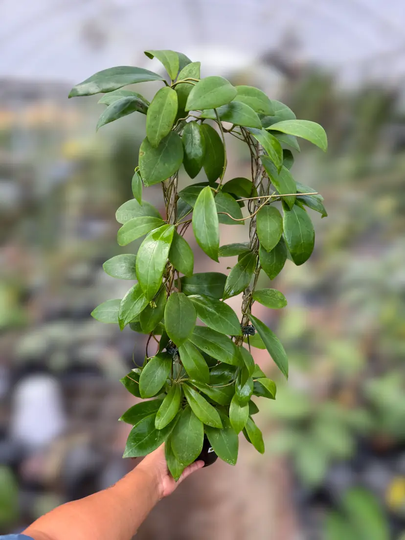 PS0931 - Hoya ‘Karaked 12’ (WRX32-12, UT033 x elliptica)