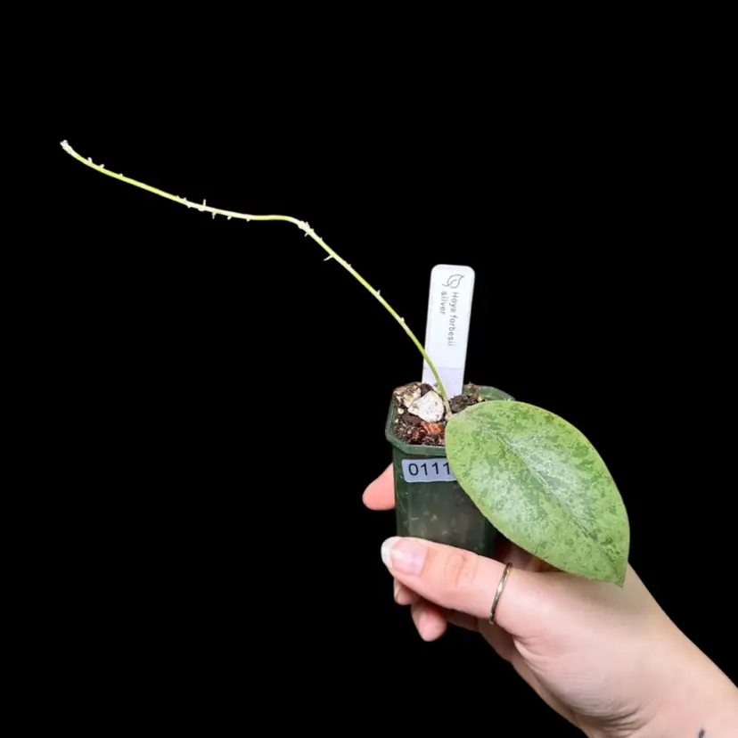 0111 Hoya forbesii silver