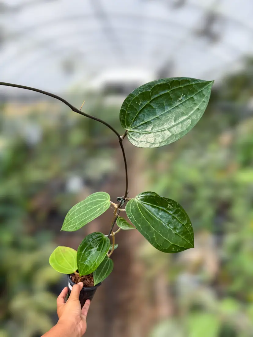 PS0924 - Hoya latifolia