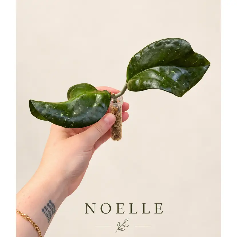 S.     NOELLE