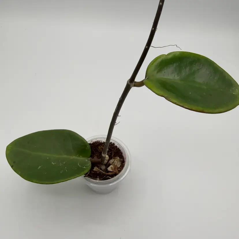 Hoya Penny's Treat