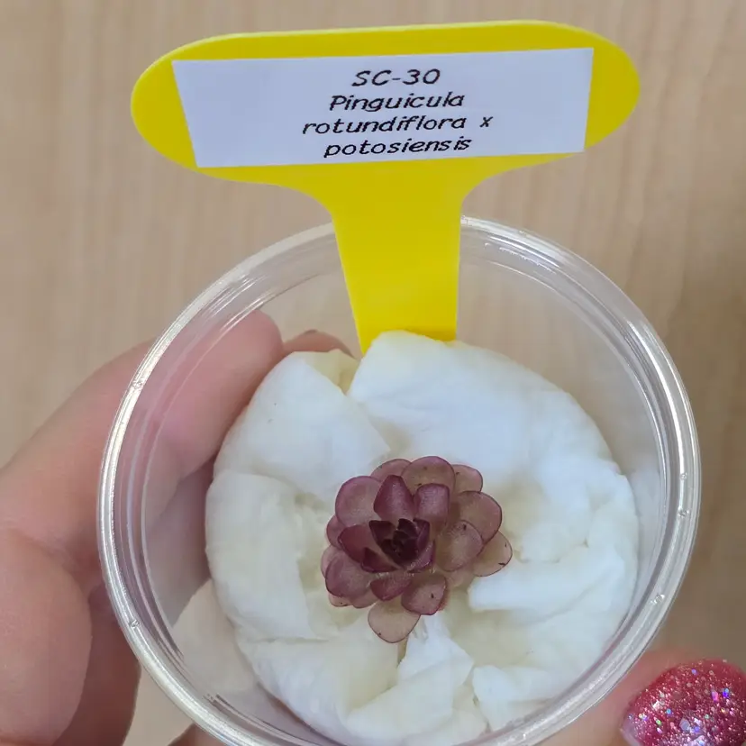 SC-30 Pinguicula rotundiflora x potosiensis