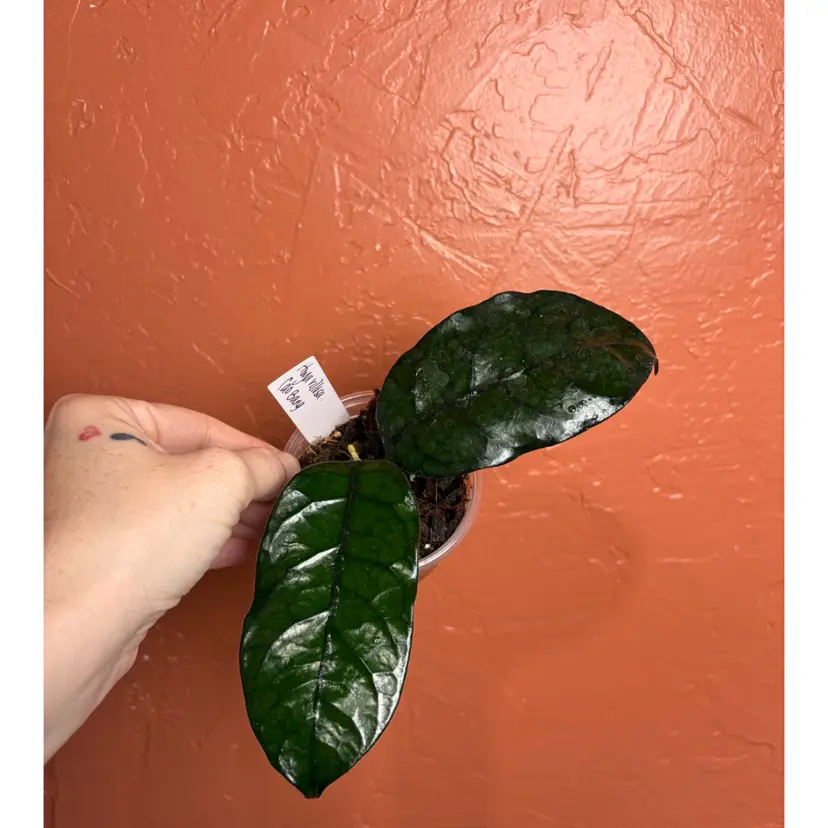 Hoya globulosa Cao Bang (fka villosa)