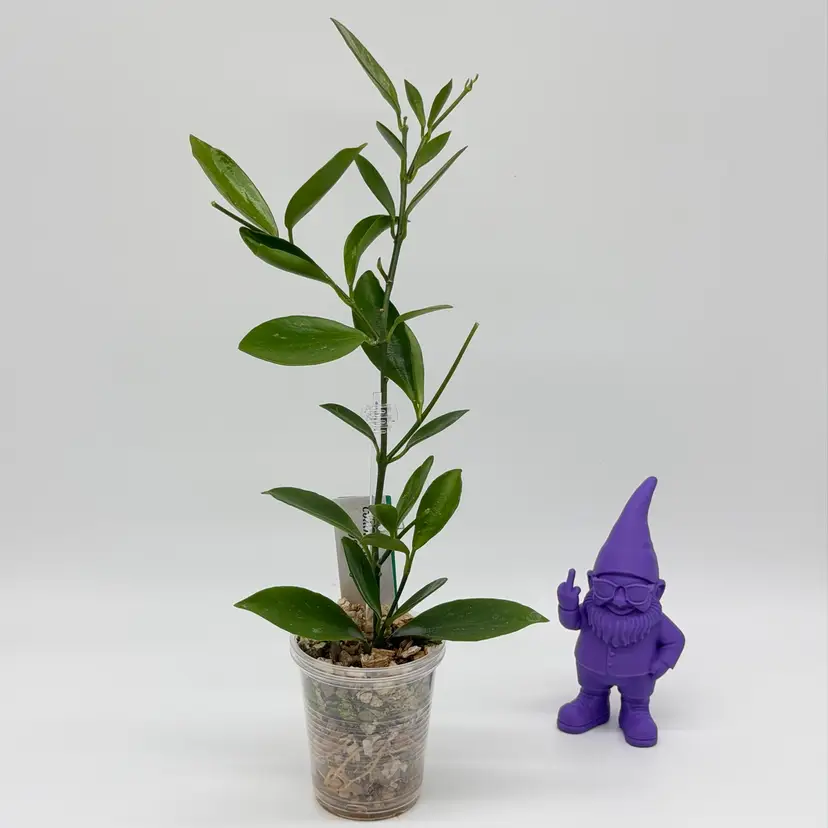 G12 Collina (long leaf)