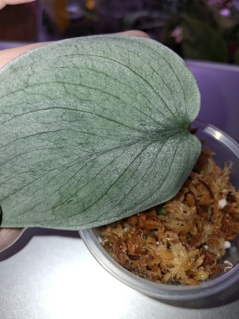 Scindapsis So Silver