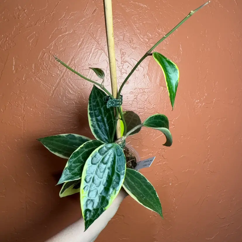 101 Hoya latifolia (outer variegated)