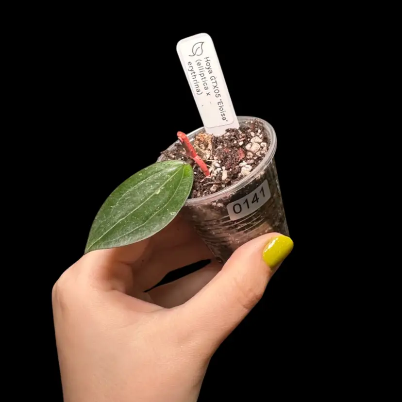 0141 Hoya GTX05 ‘Eloisa’ (elliptica x erythrina)
