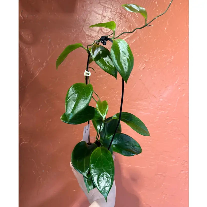 Hoya UT033