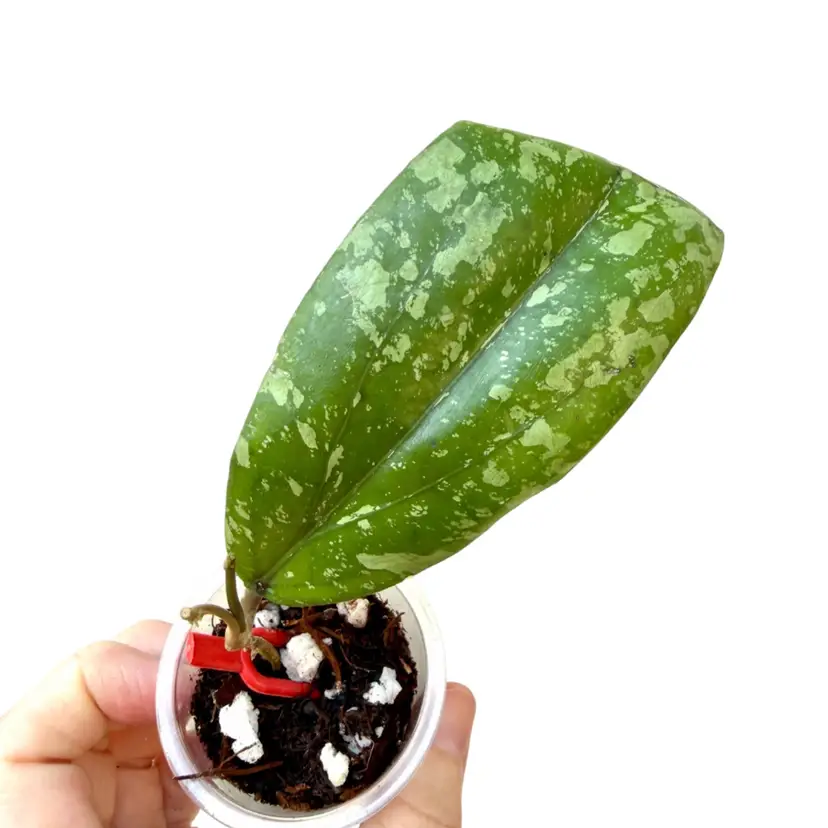 Hoya bengkulu x Erythrina no 2