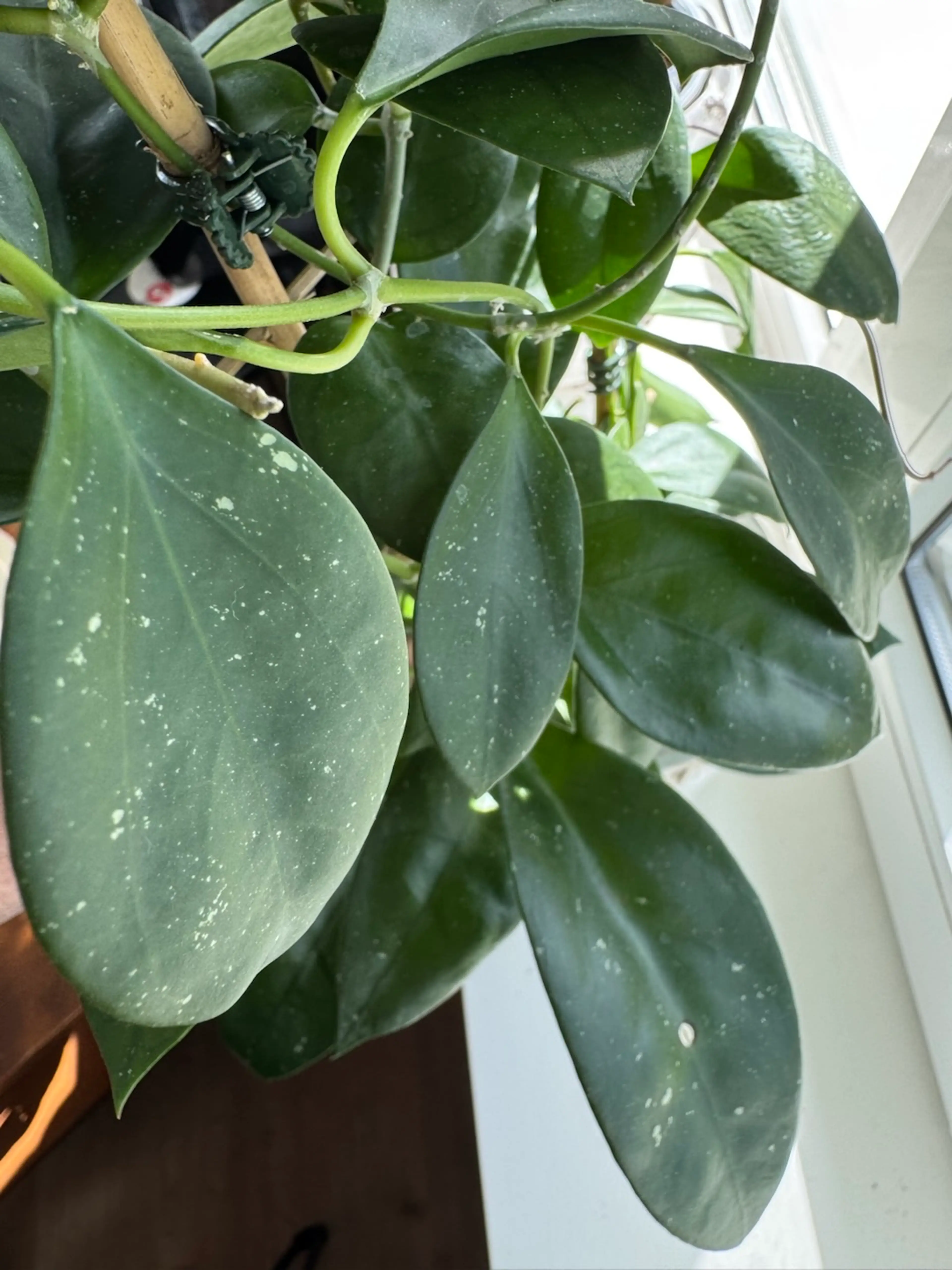 Image 5 of 9