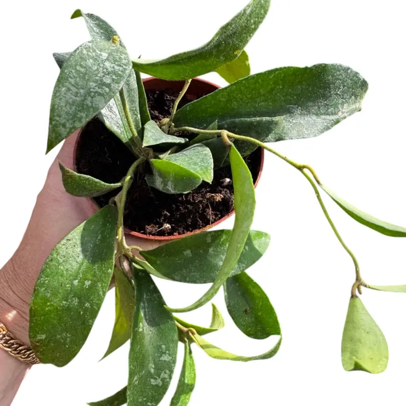 Hoya Phuaensis Splash