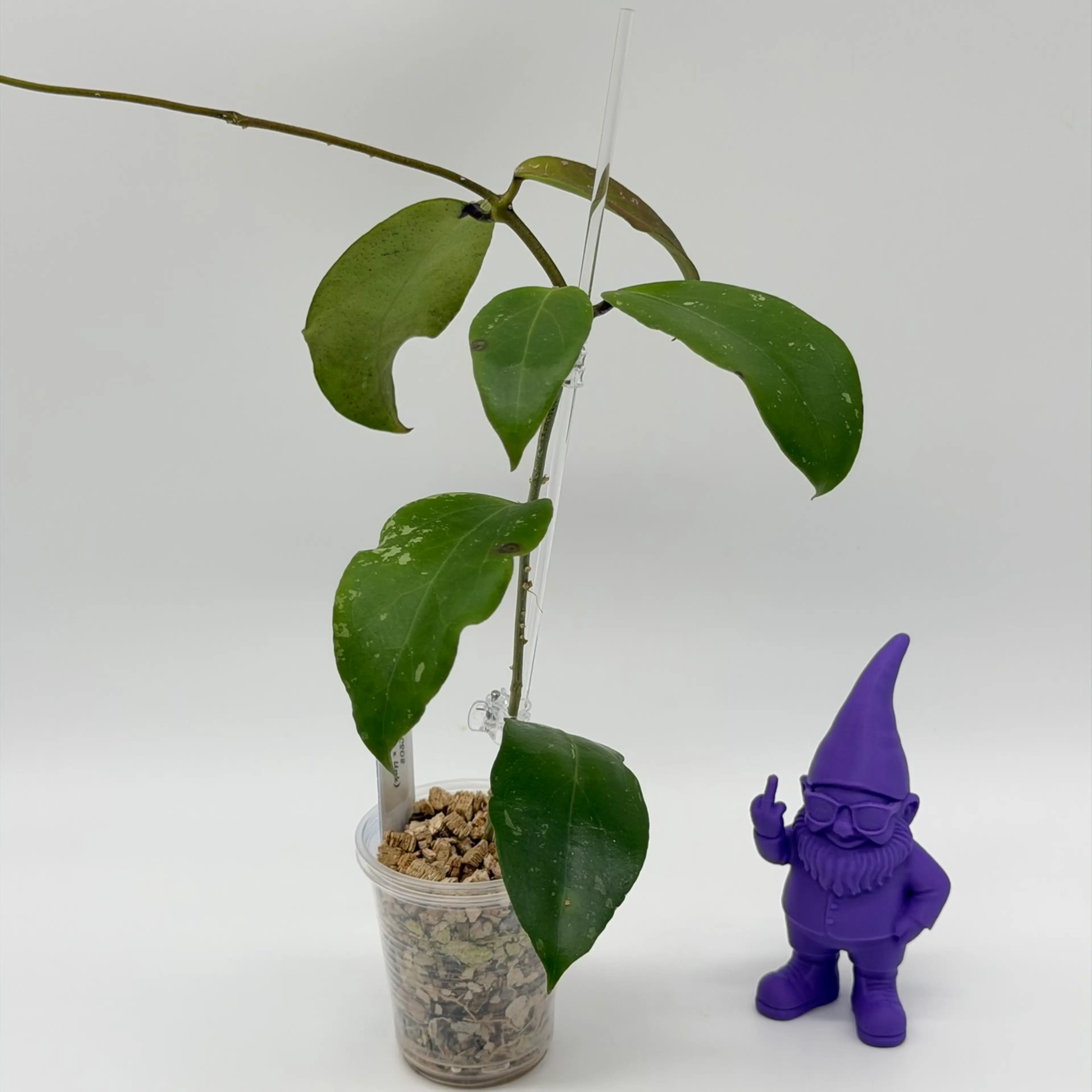 Image 2 of 4