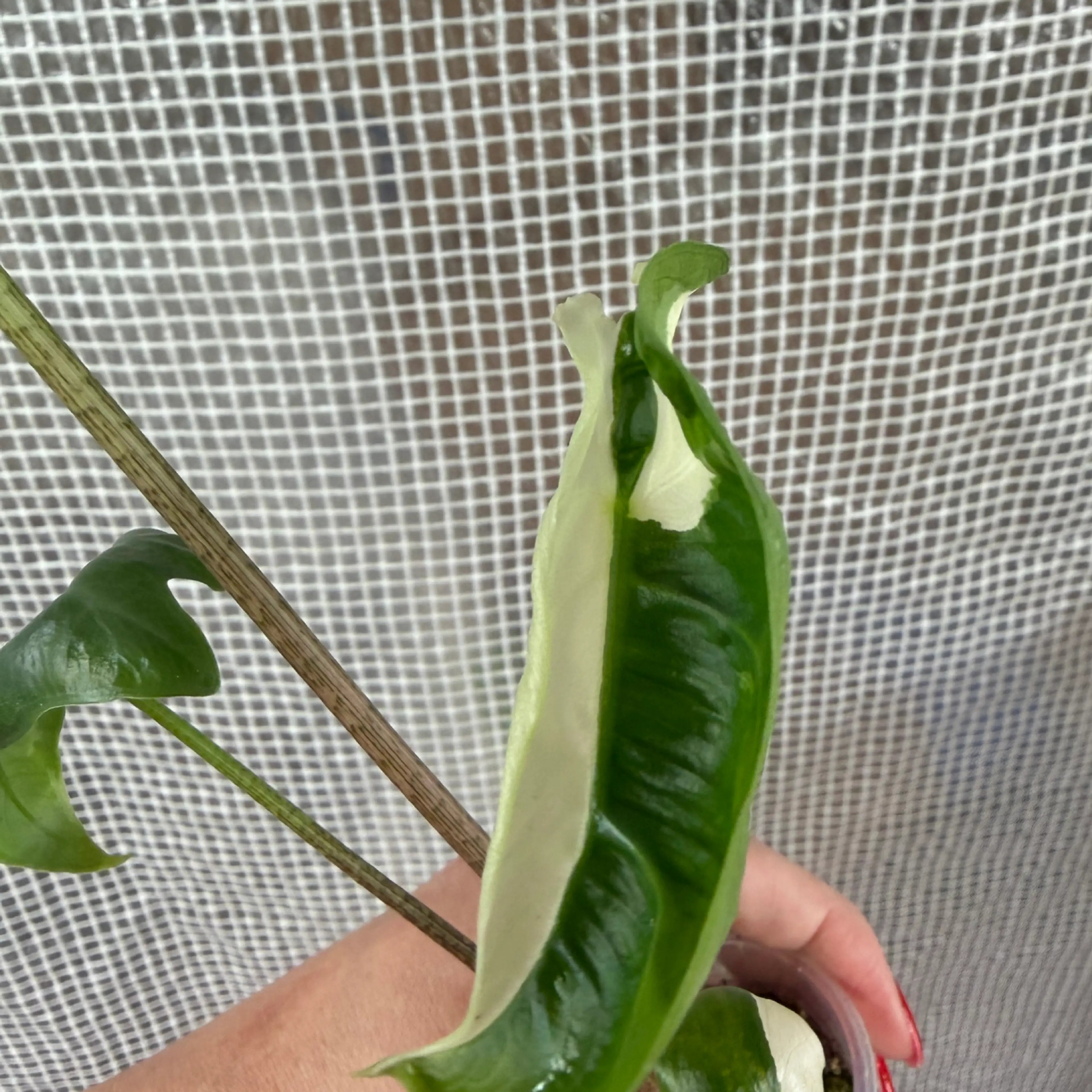 Image 3 of 5