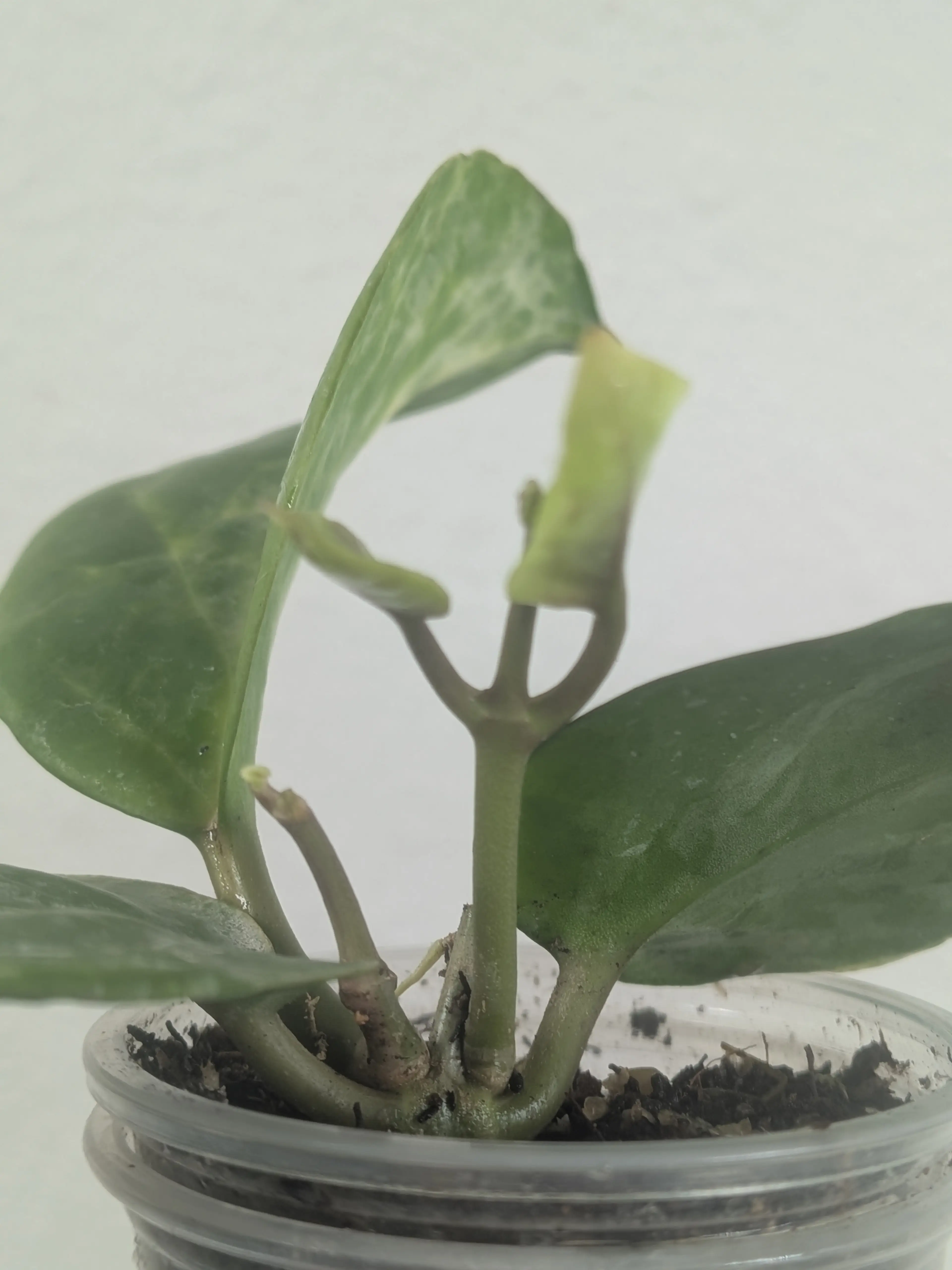 Image 4 of 4
