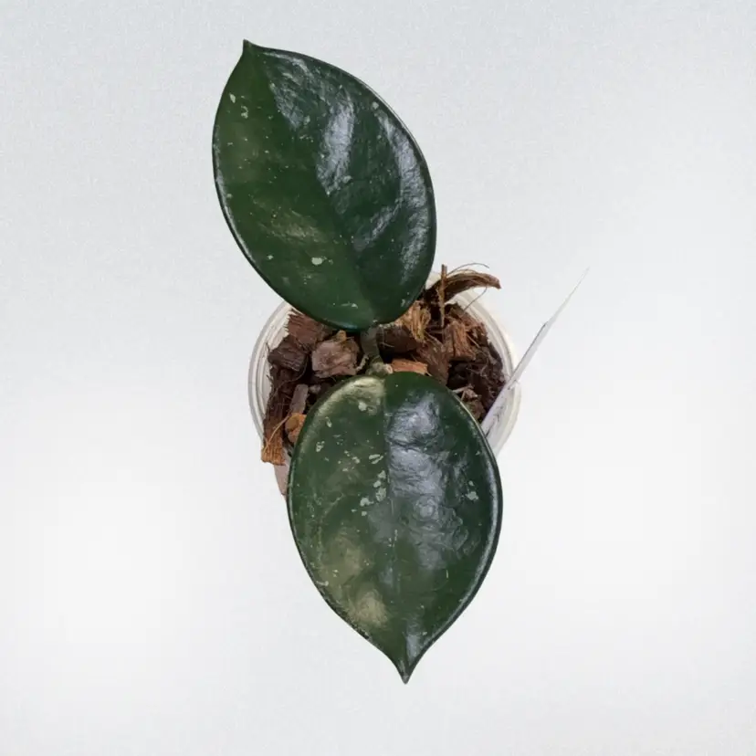 Hoya ‘Ligia’ RHM002