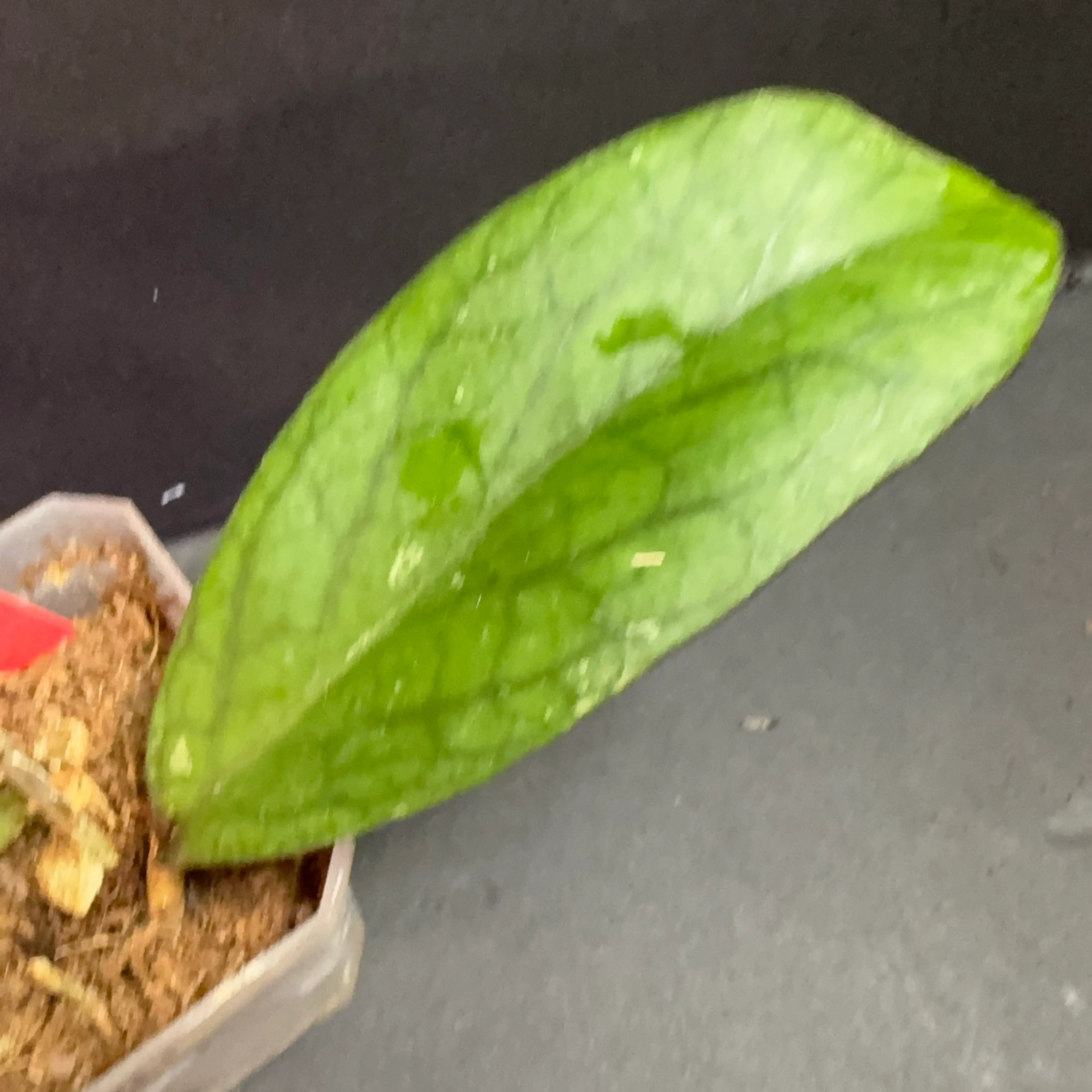 Image 2 of 3
