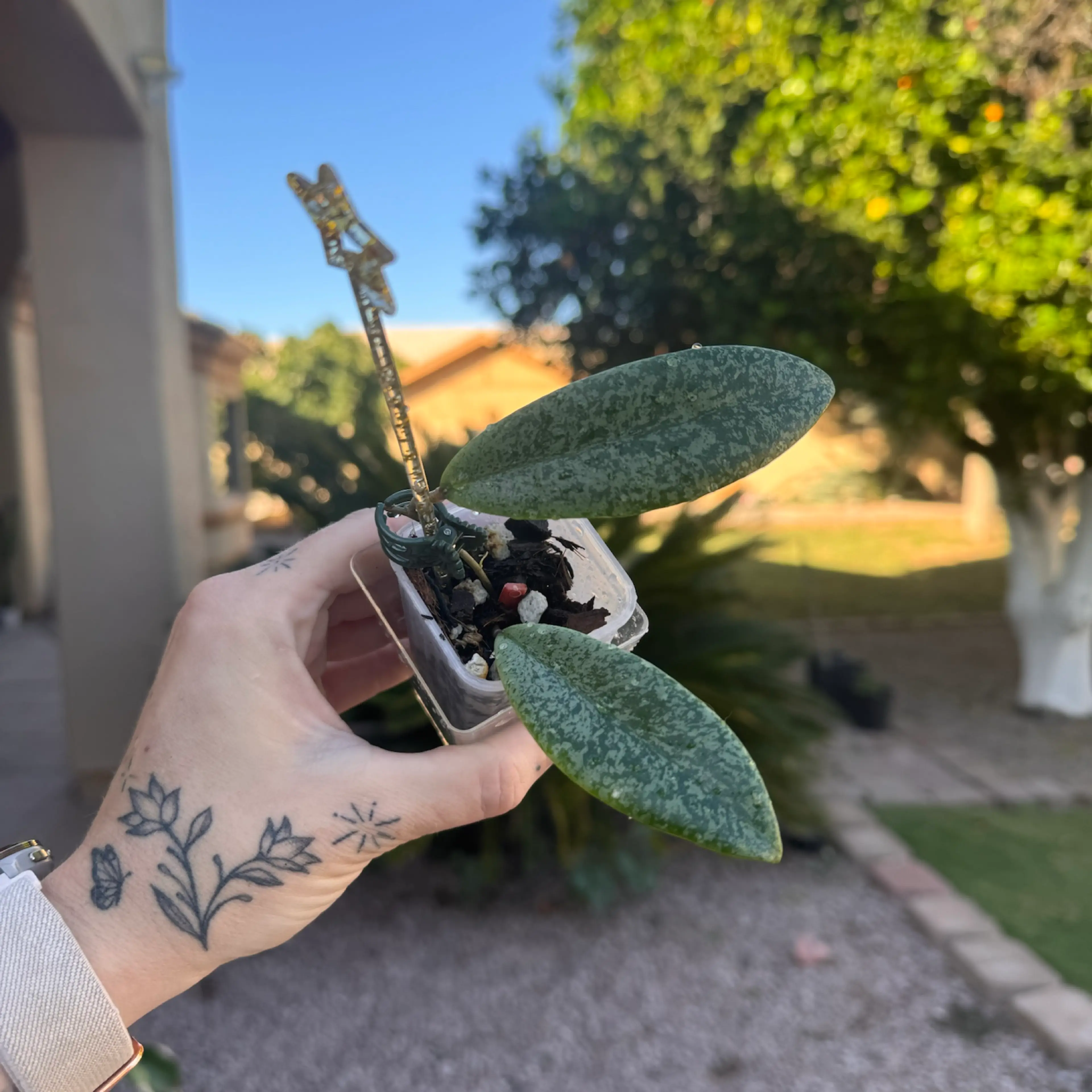 Image 1 of 2