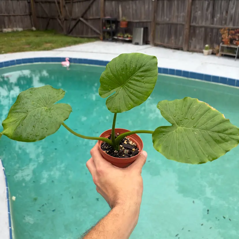 Alocasia