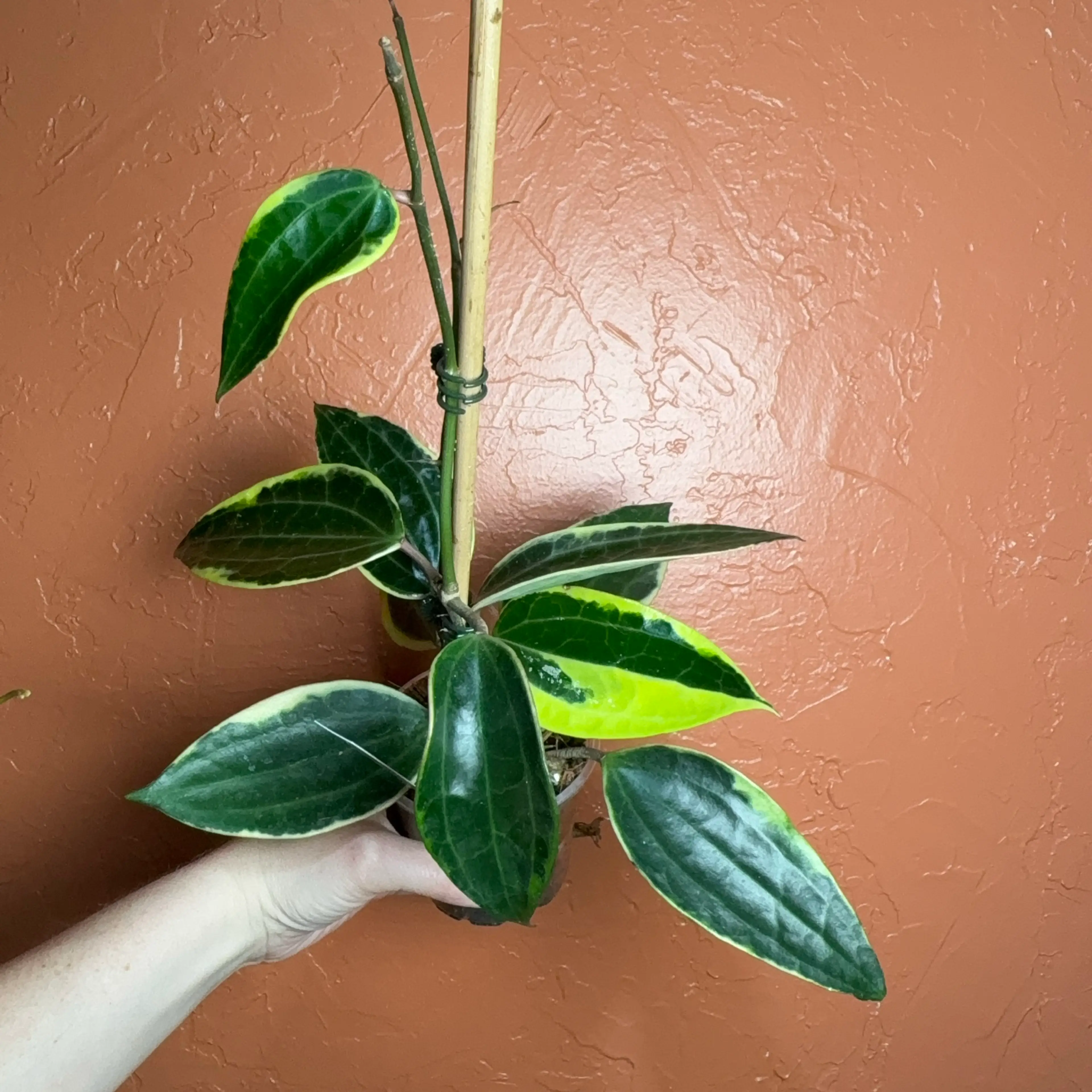 Image 3 of 4