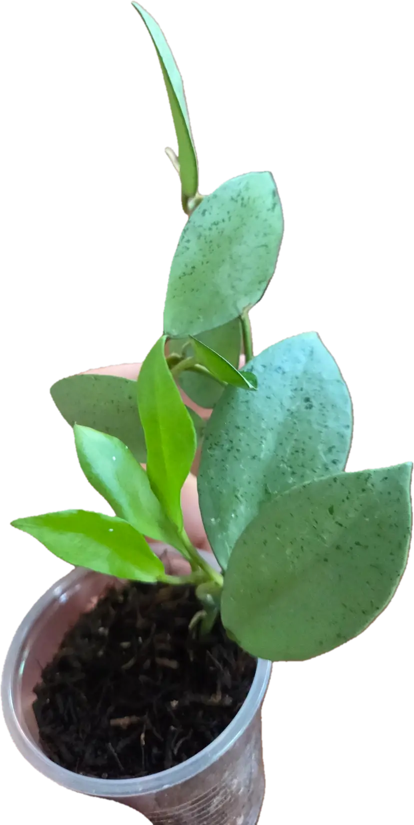Hoya lacunosa Mint Coin