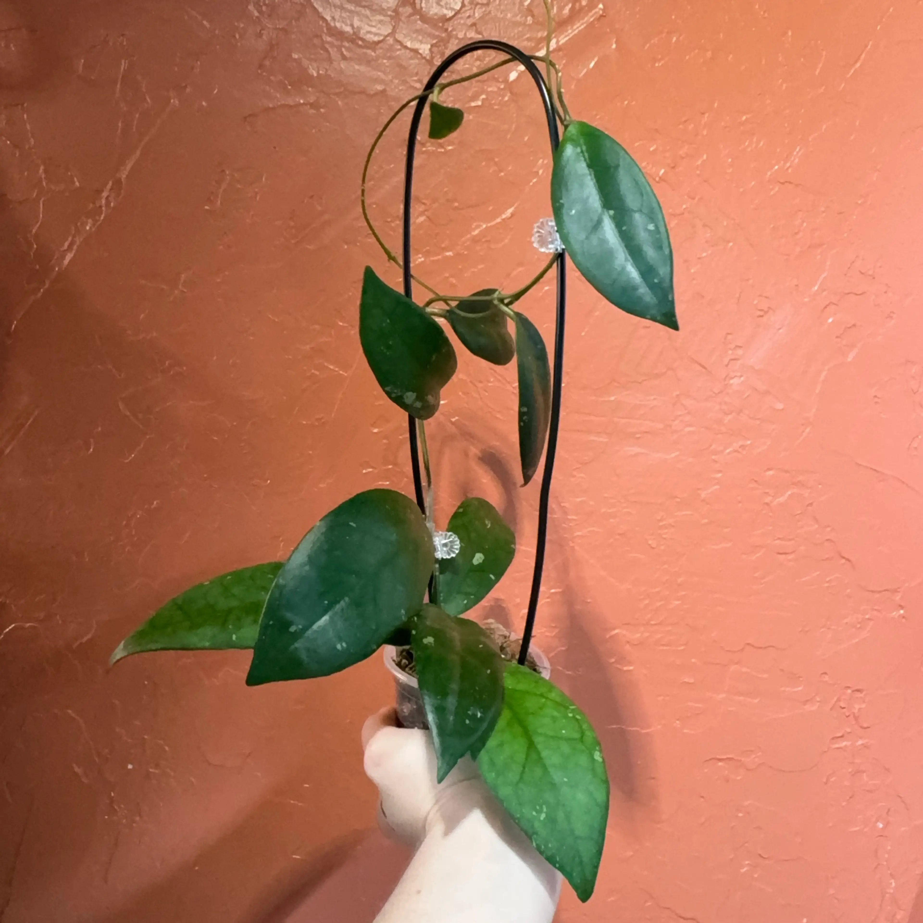 Image 2 of 3