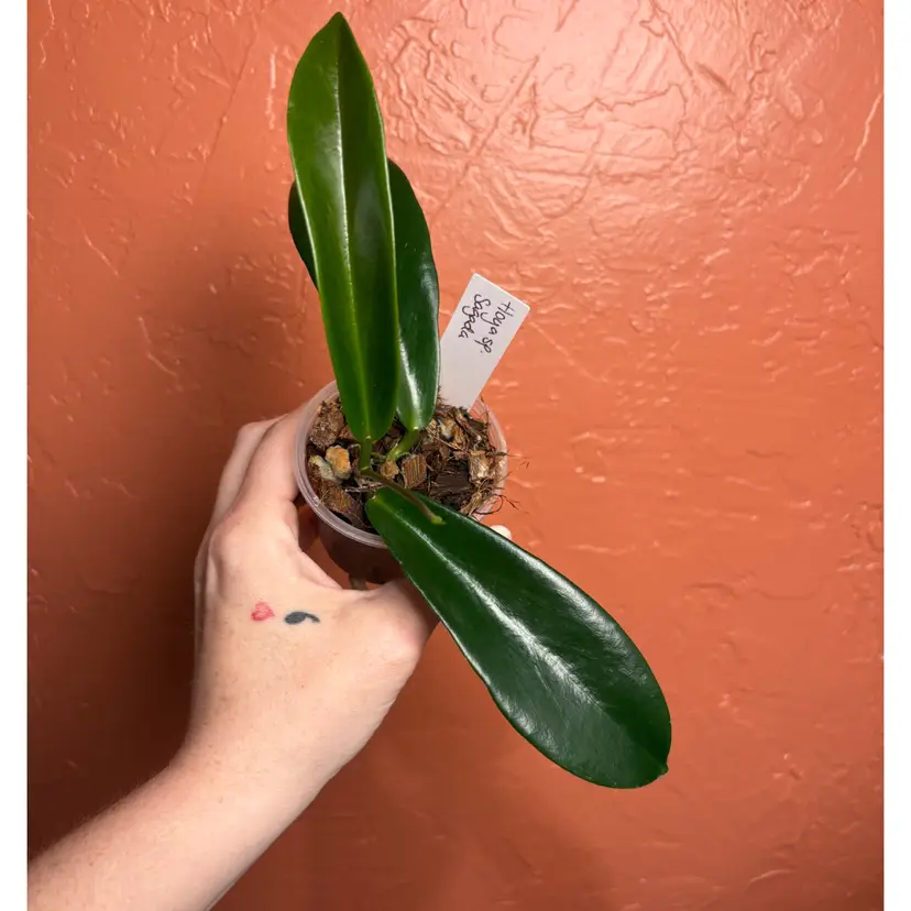 A008 Hoya sp Sagada