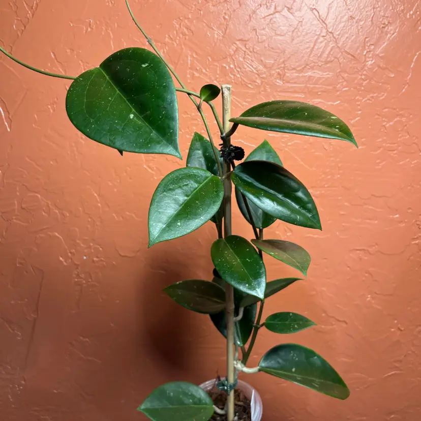 Hoya sp Nahea, Laos