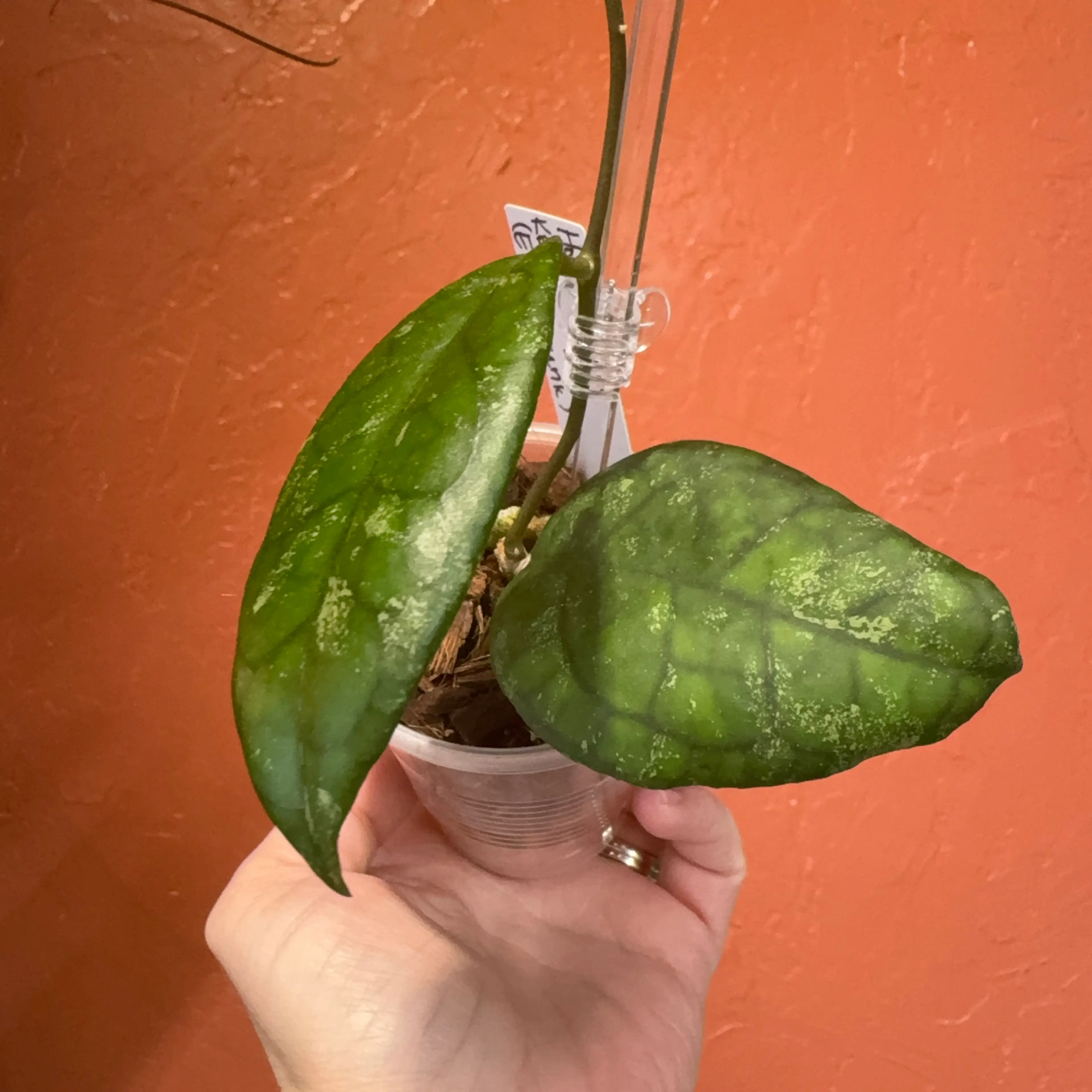 Image 4 of 4