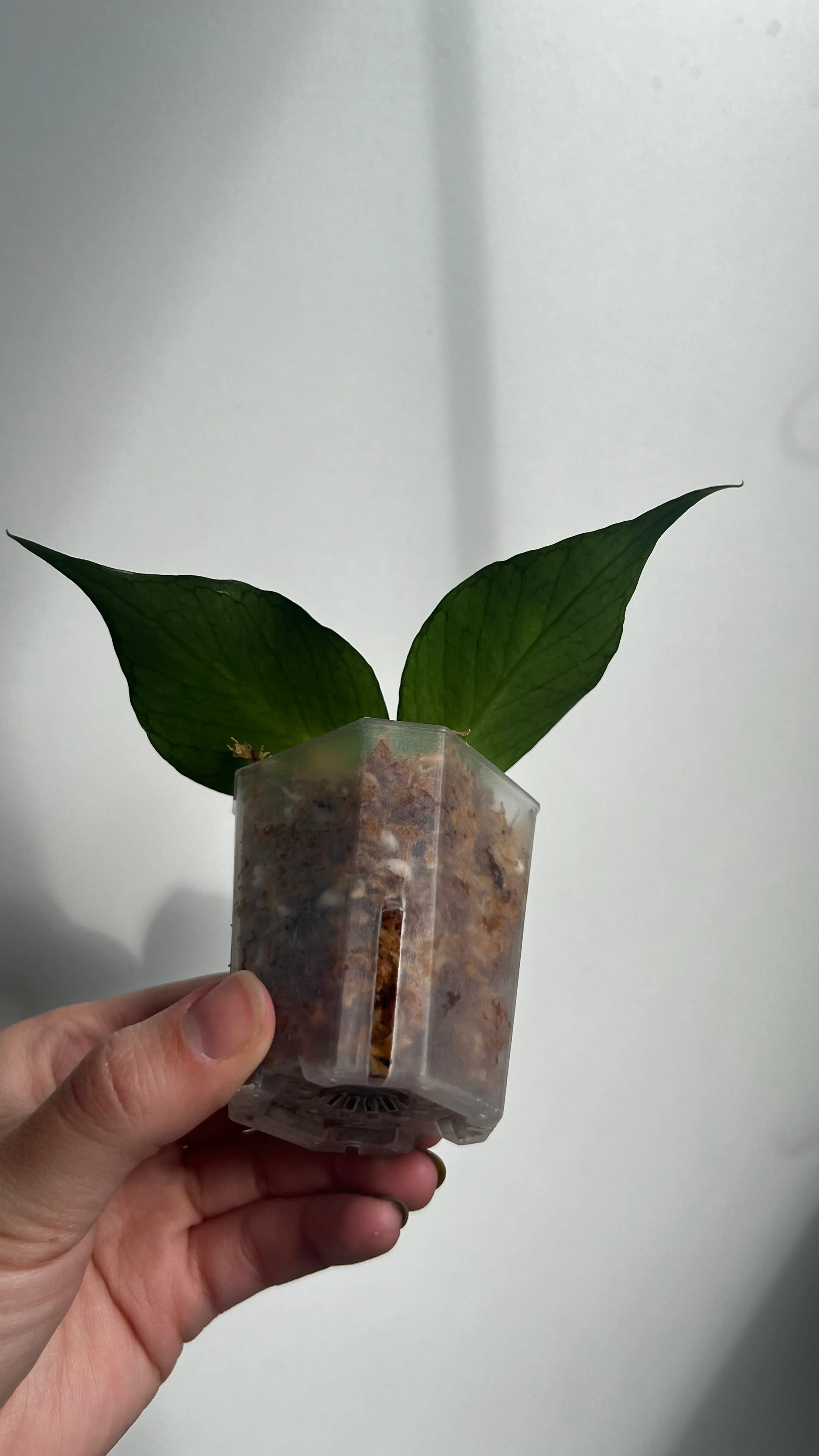 Image 3 of 6