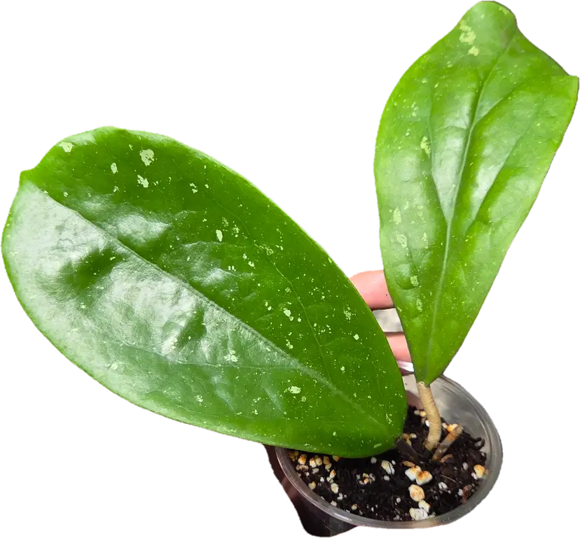 Hoya 'Dream Cloud' RHM937-DA