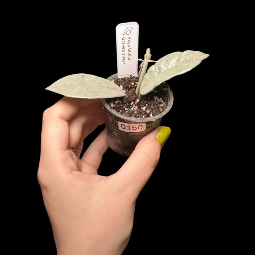0150 Hoya Wilbur Graves silver