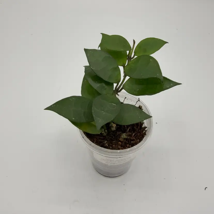 Lacunosa 'red leaf inner var