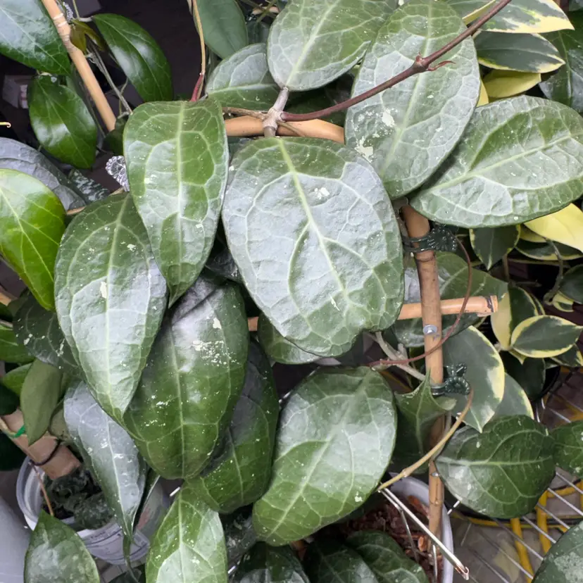 #1 bundle cuttings (10) list in description ( nodes depend on growth)