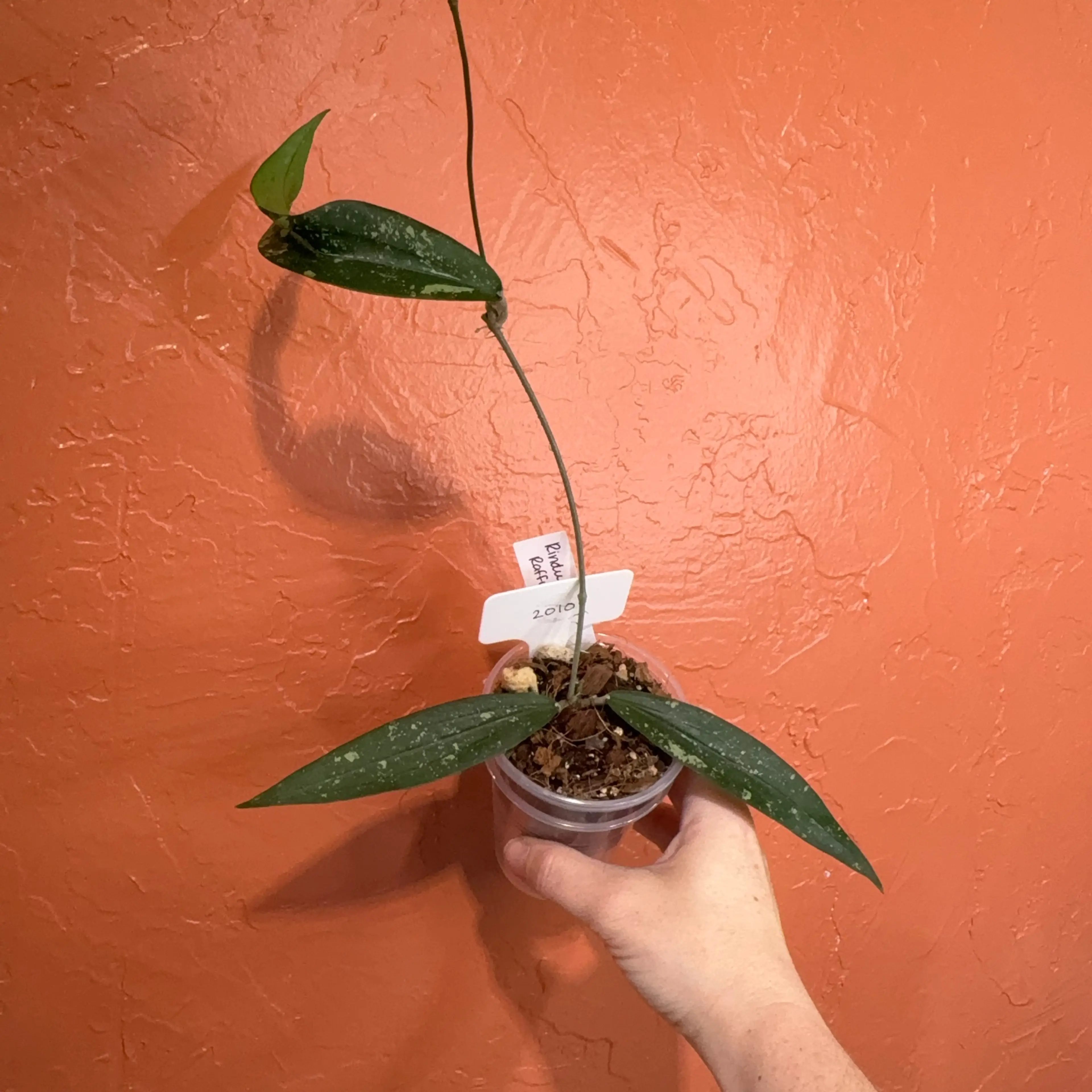 Image 3 of 3